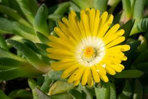 's middags bloem, delosperma verstopping foto