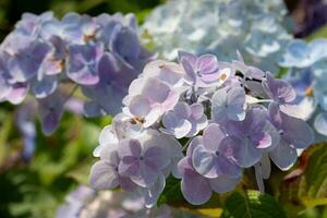 penny mac, hortensia macrophylla foto