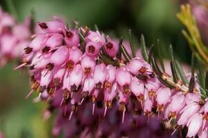 leng, calluna vulgaris foto