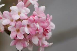 viburnum, bloemen van de tuinen foto