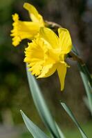 gele narcis, narcis pseudonarcissus foto