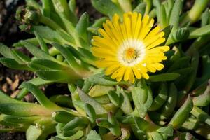 's middags bloem, delosperma verstopping foto