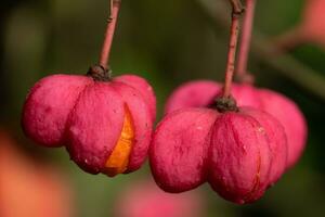 spil, Euonymus europaeus foto