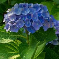 penny mac, hortensia macrophylla foto