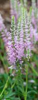 ereprijs, veronica spicata foto