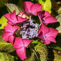 penny mac, hortensia macrophylla foto