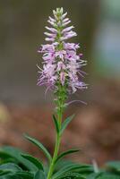 ereprijs, veronica spicata foto