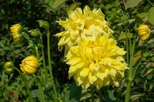 dichtbij omhoog beeld van dahlia foto