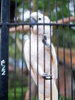 de kaketoe cacatuidae dat zijn geklemd of neergestreken Aan de ijzer hek muur van de kooi foto