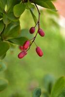 de fruit van de berberis Aan de struik. rood bessen. berberis vulgair. foto