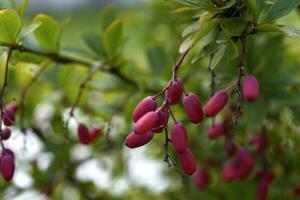 de fruit van de berberis Aan de struik. rood bessen. berberis vulgair. foto