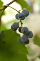 de fruit van jong druiven Aan de Liaan. Purper fruit van eigengemaakt druiven. foto