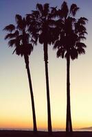 3 palm bomen gedurende zonsondergang in los angeles foto