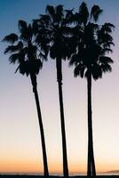 3 palm bomen gedurende zonsondergang in los angeles foto