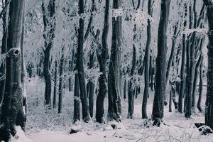 zwart winter bomen in de Woud gedekt met vorst foto