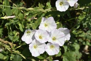 winde arvensis. agrum winde. pulchra alba flores in hera. foto