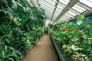 interieur van een groot kas met een verzameling van tropisch planten foto