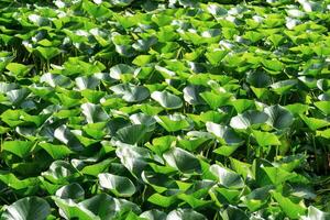 landschap lotus bladeren helemaal Hoes de oppervlakte van de water foto