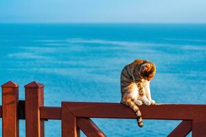 kat likken hun jassen Aan een hek tegen de achtergrond van de zee foto