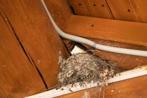 slikken in haar nest onder de dak van een houten gebouw foto