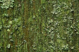 oud houten muur gedekt met gietvorm, mos en korstmossen foto