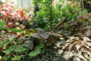 gedeeltelijk wazig natuurlijk achtergrond met bladeren van begonia's groeit in de kreupelhout foto