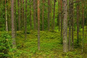 natuurlijk landschap, pijnboom boreale Woud met mos kreupelhout, naald- taiga foto