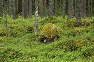 natuurlijk landschap, pijnboom boreale Woud met bemost rotsachtig kreupelhout, naald- taiga foto
