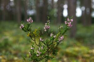 bloeiend takje van heide Aan een natuurlijk wazig achtergrond foto