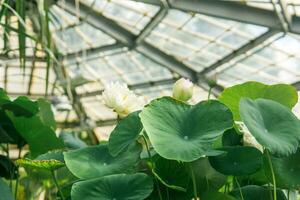 lotussen toenemen onder de koepel van een groot kas foto