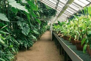 interieur van een groot kas met een verzameling van tropisch planten foto