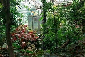 interieur van een groot kas met een verzameling van tropisch planten ang uitrusting foto