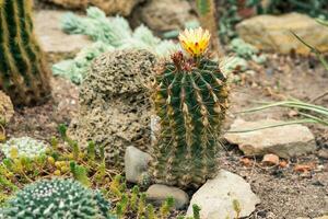 bloeiend cactus tussen andere vetplanten in de botanisch tuin foto