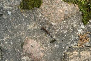 klein newt gekropen uit op een rots op zoek voor onderdak Aan land- foto