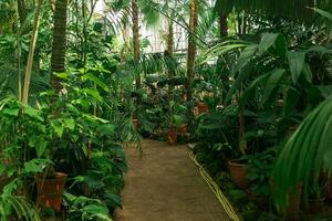 interieur van een groot tropisch kas met exotisch planten foto