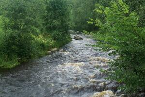 snel berg rivier- tussen bebost banken foto