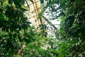 interieur van een oud groot kas met een verzameling van tropisch planten foto