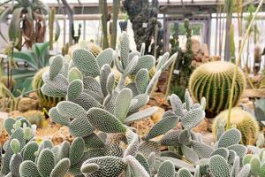 stekelig Peer cactus Aan een achtergrond van een groot verzameling van vetplanten in de kas van de botanisch tuin foto