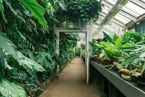 interieur van een groot kas met een verzameling van tropisch planten foto