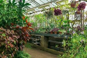 interieur van een groot kas met een verzameling van tropisch planten foto