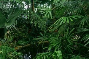 tropisch planten over- een vijver in de interieur van een groot kas foto