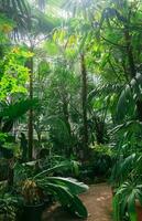 interieur van een groot kas met palm bomen en andere tropisch planten foto