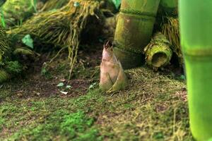 bamboe spruit opkomend van de aarde in de schaduw van groot bamboe stengels foto