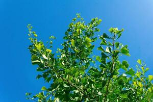 ginkgo boom takken met groen bladeren tegen de blauw lucht foto