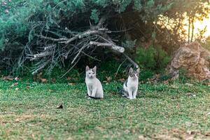 twee verdwaald kittens in de buurt zijn onderdak in de struiken in de park foto