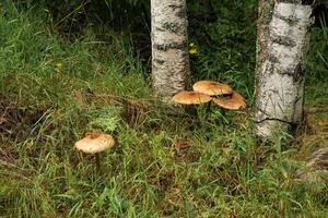 niet eetbaar champignons tussen de gras De volgende naar de berk foto