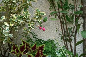 decoratief planten in landschap ontwerp tegen een wit muur foto