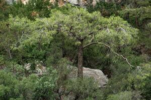 pijnboom boom in een berg Woud Aan een rotsachtig helling foto
