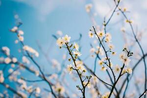 ai gegenereerd een Afdeling met wit bloem tegen een blauw lucht foto