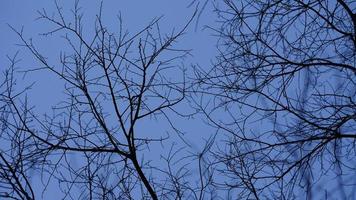 het uitzicht op de blauwe lucht met de kale takken van de boom in de winter foto